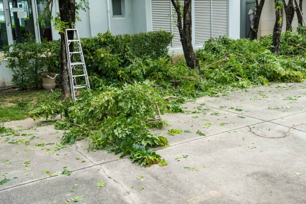 How Our Tree Care Process Works  in  Sullivans Island, SC